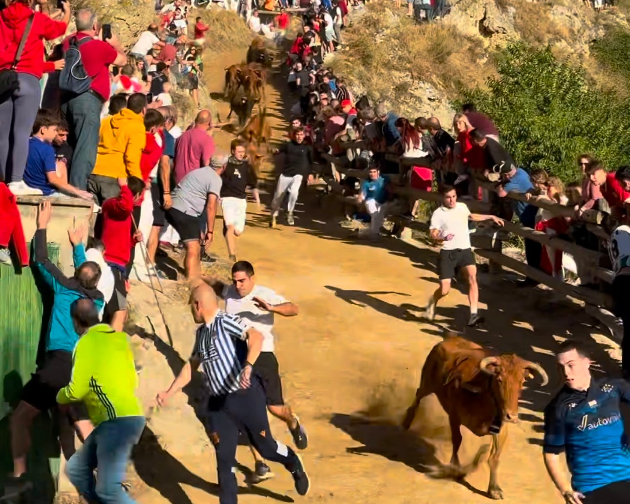 Pilón de Falces con vacas de Hípica Zahorí