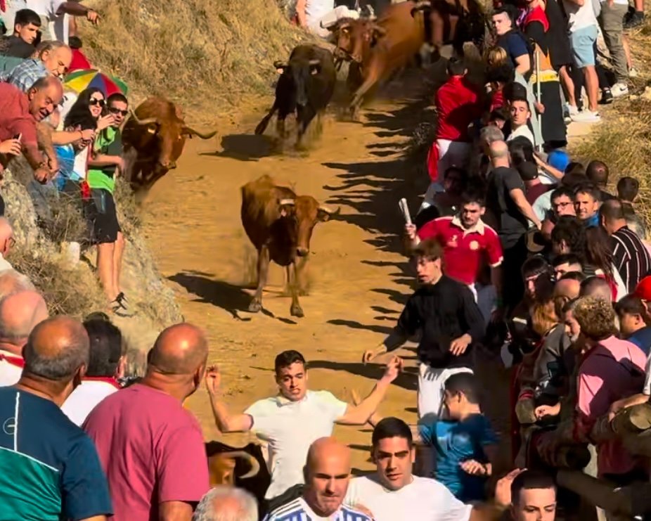 Pilón de Falces con vacas de Hípica Zahorí