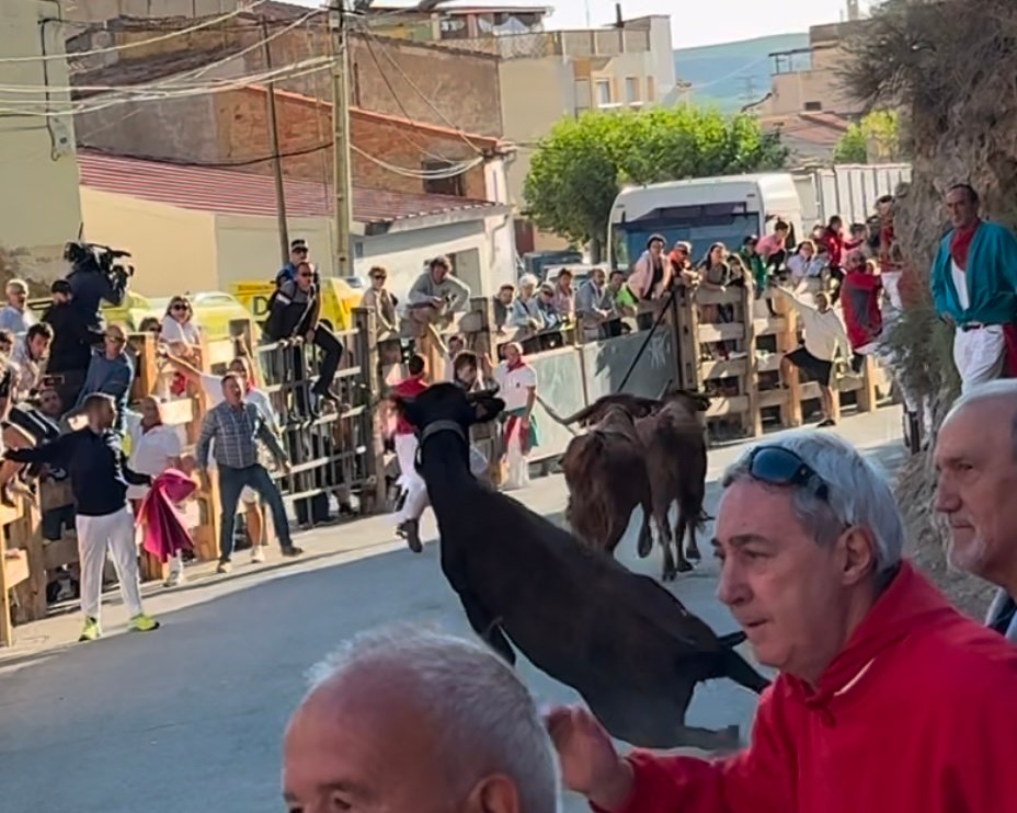 Pilón de Falces con vacas de Hípica Zahorí