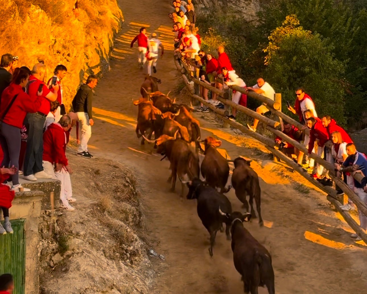 Sexto Encierrillo del Pilón de Falces 2024 con vacas de Hípica Zahorí