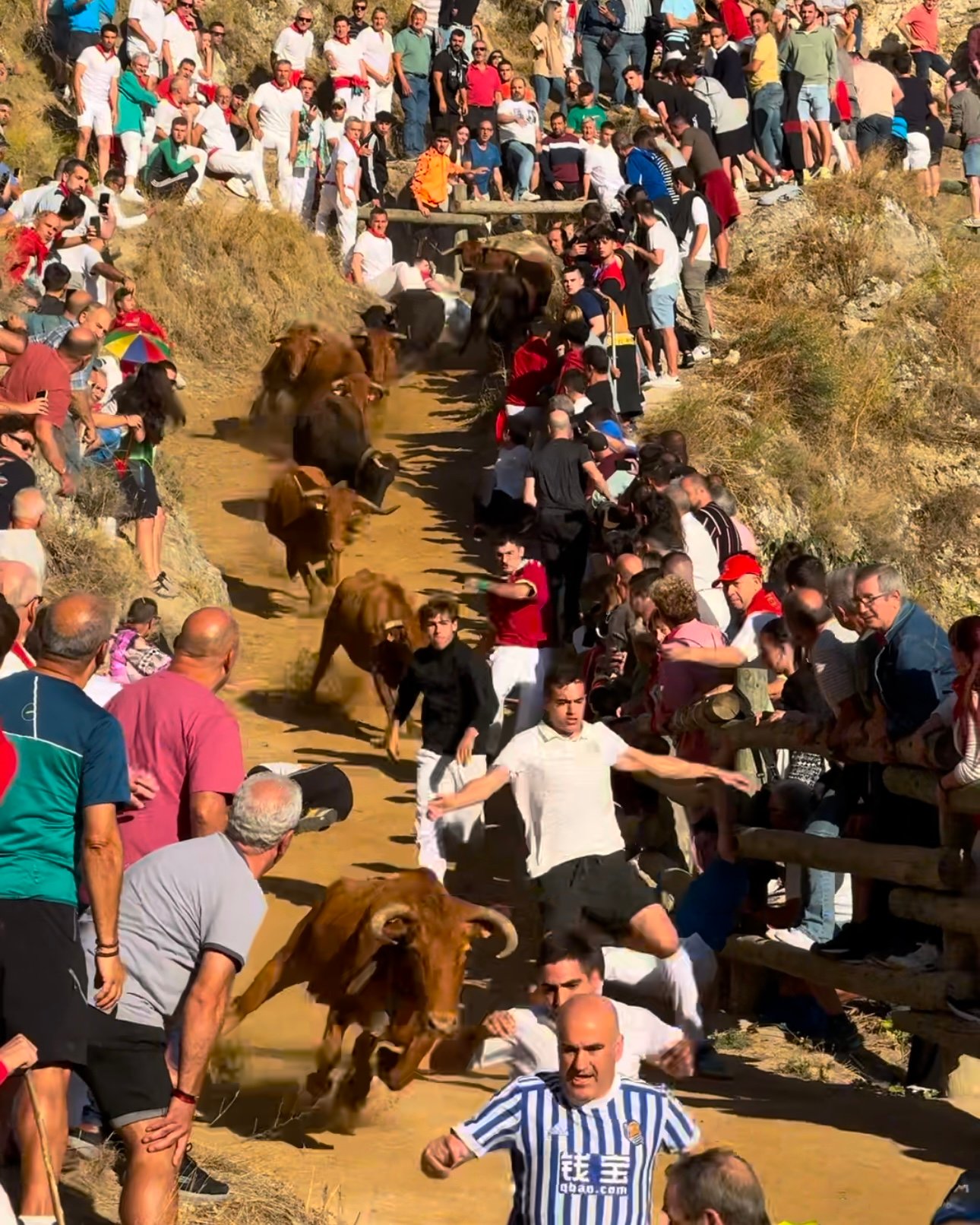 Sexto encierro del Pilón de Falces con vacas de Hípica Zahorí