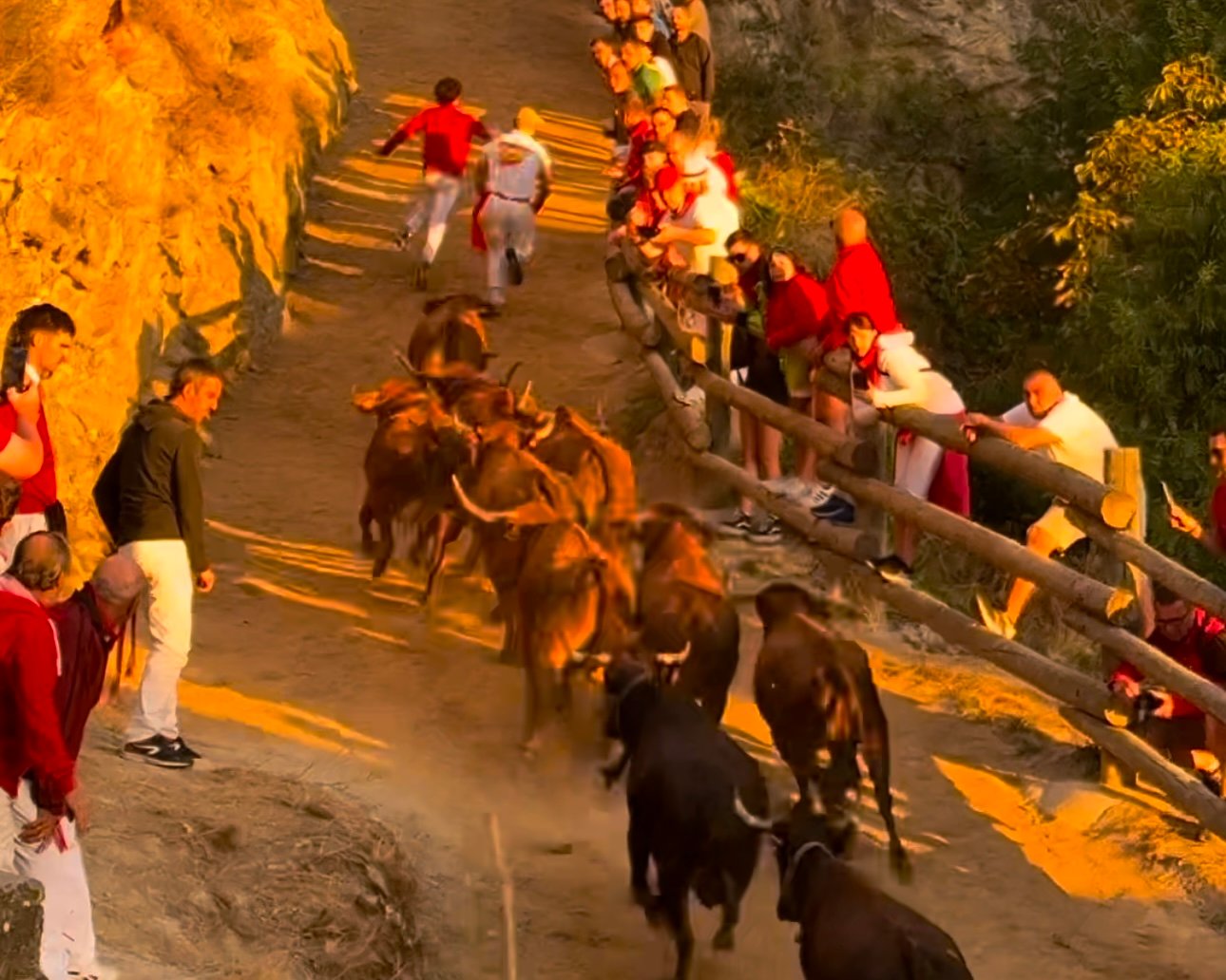 Sexto Encierrillo del Pilón de Falces 2024 con vacas de Hípica Zahorí