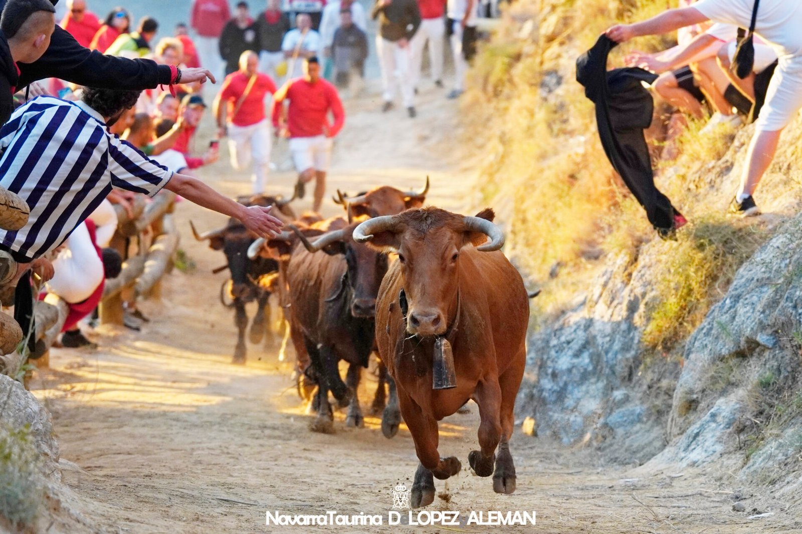 Sexto Encierrillo del Pilón de Falces 2024 con vacas de Hípica Zahorí