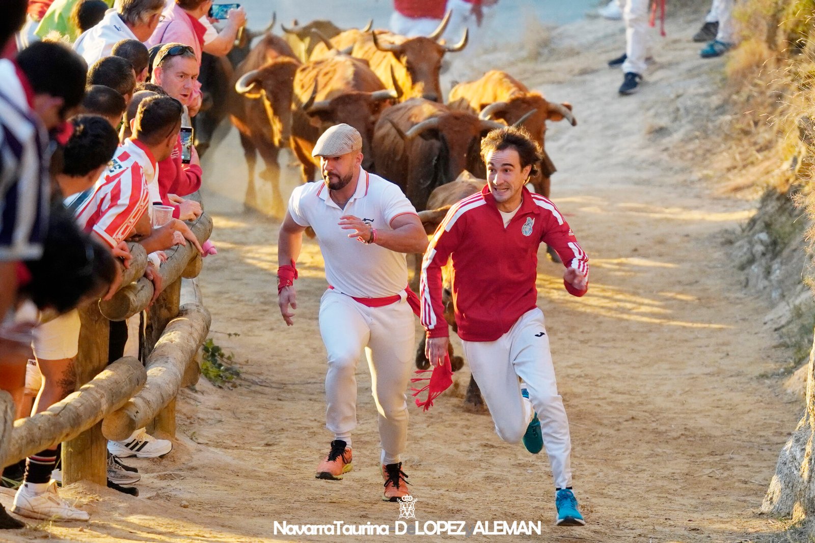 Sexto Encierrillo del Pilón de Falces 2024 con vacas de Hípica Zahorí - Foto: Ángel López Alemán - Navarra Taurina