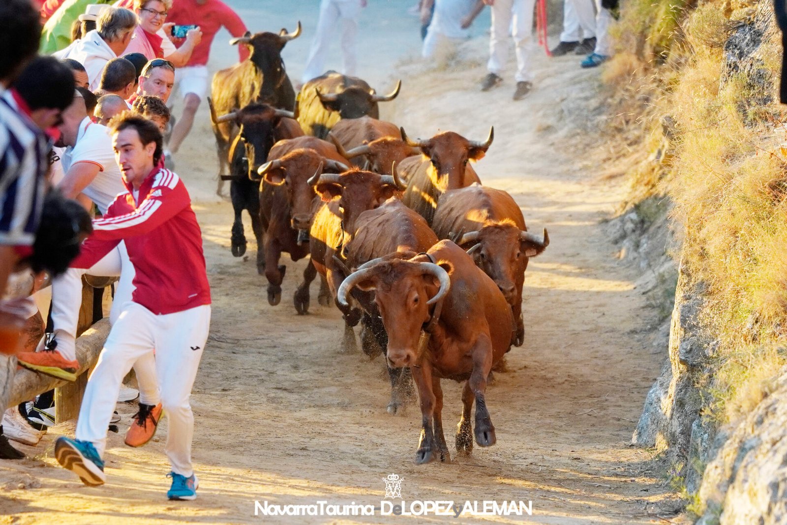 Sexto Encierrillo del Pilón de Falces 2024 con vacas de Hípica Zahorí - Foto: Ángel López Alemán - Navarra Taurina