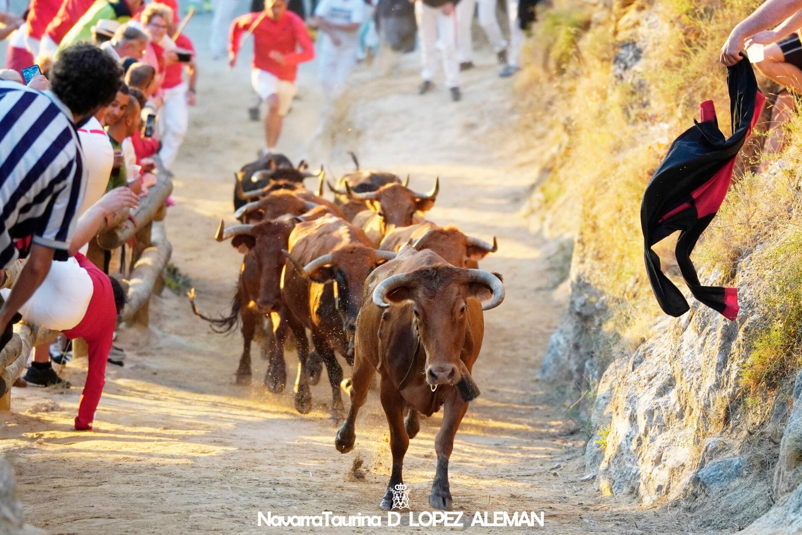 Sexto Encierrillo del Pilón de Falces 2024 con vacas de Hípica Zahorí - Foto: Ángel López Alemán - Navarra Taurina