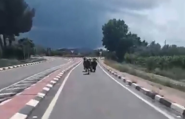 Vacas de Alberto Garrido se escapan del camión en plena carretera en La Salzadella