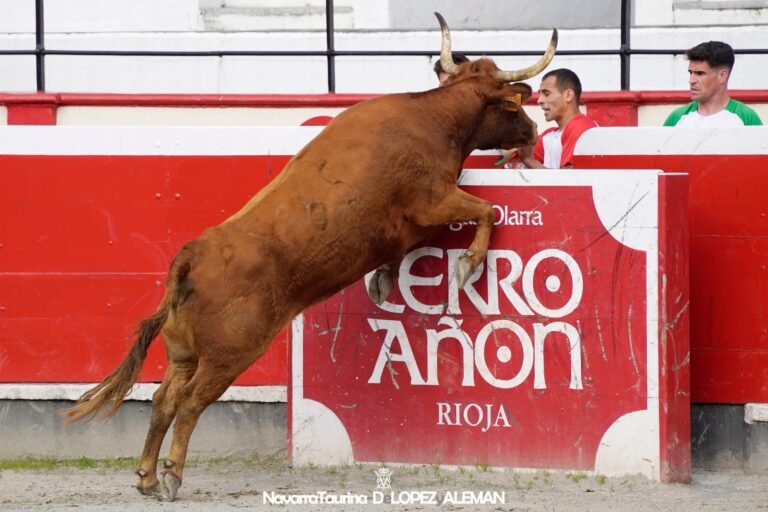 Concurso de recortadores de anillas de Azpeitia 2025
