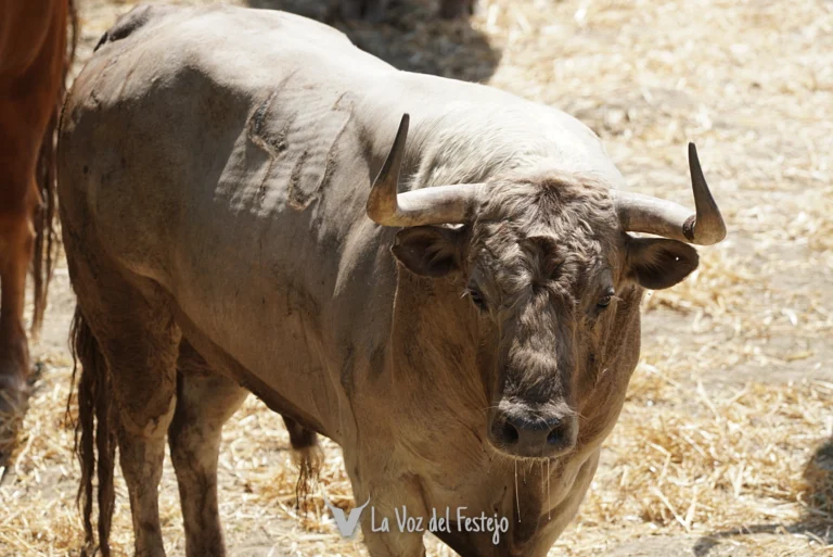 Previa tercer encierro: Álvaro Núñez. Encierrillo, fotos de los toros, análisis y datos