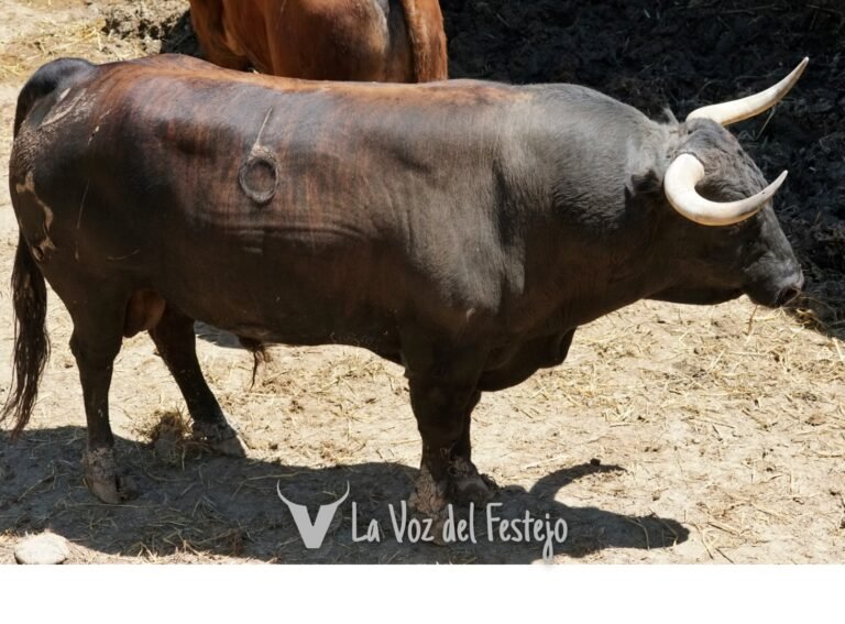 Previa quinto encierro: Jandilla. Encierrillo, foto de los toros, análisis y datos