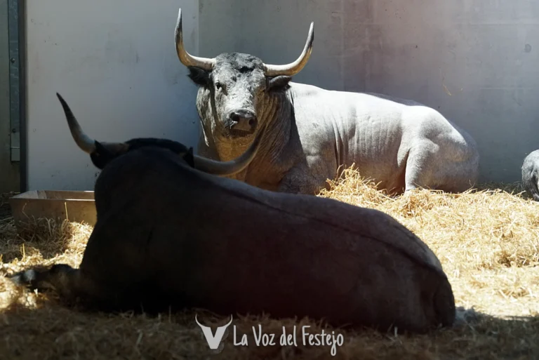 Previa sexto encierro: José Escolar. Encierrillo, foto de los toros, análisis y datos