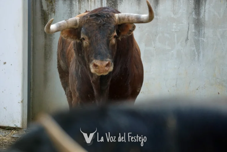 Previa séptimo encierro: La Palmosilla. Encierrillo, foto de los toros, análisis y datos.