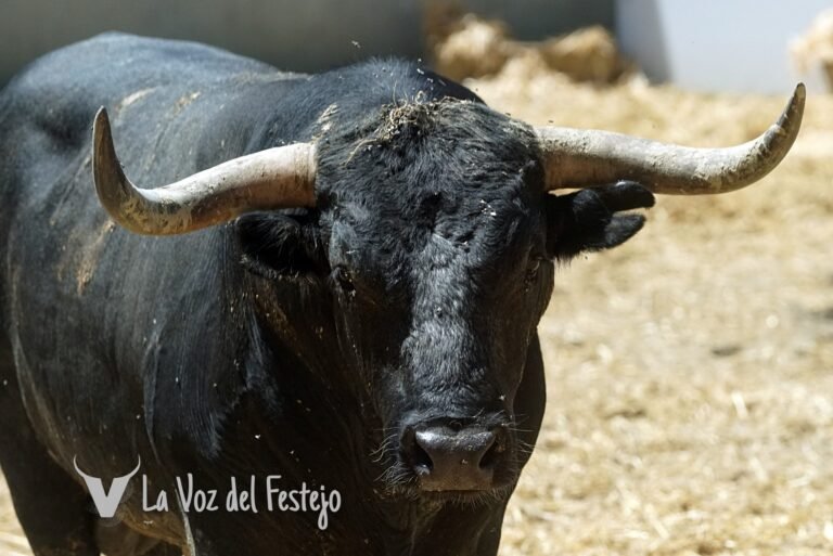 Previa octavo y último encierro: Miura. Encierrillo, foto de los toros, análisis y datos.