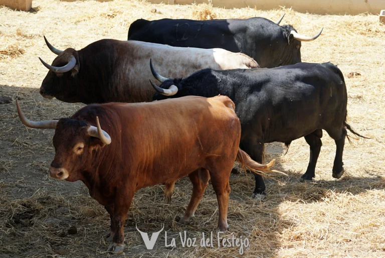 Previa cuarto encierro: Victoriano del Río. Encierrillo, foto de los toros, análisis y datos