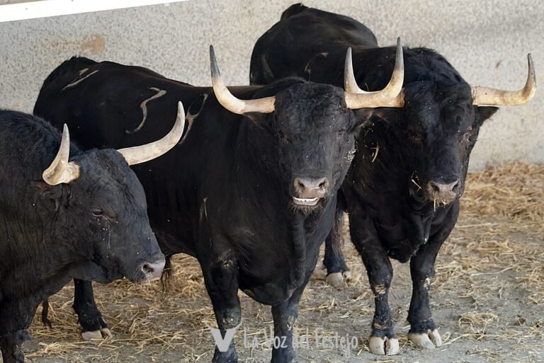 Previa primer encierro: Fuente Ymbro. Encierrillo, fotos de los toros, análisis y datos