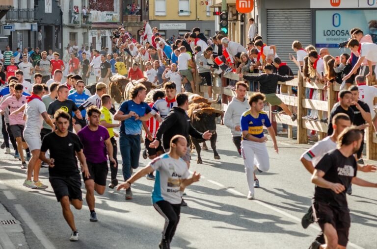 Un trasladado por un cabestro en el encierro de Prieto de la Cal en Lodosa