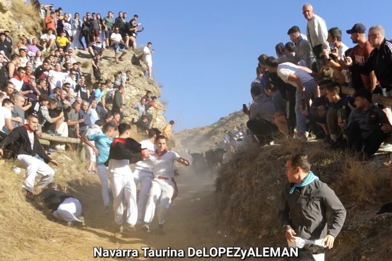 Séptimo Pilón de Falces 2025: belleza y emoción con las vacas de Juan José Laparte, que dejan un traslado al hospital