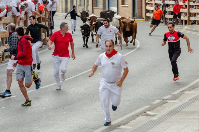Día de varios encierros en Lodosa a cargo de El Tolco: emoción, buenas carreras y una cabestra díscola