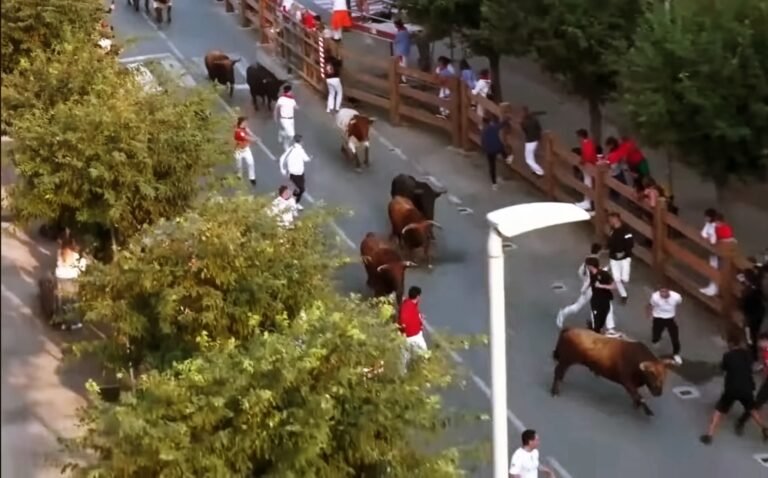 Ustarroz pone broche a los encierros de Tafalla 2025 con dos mañanas consecutivas de emoción y disfrute