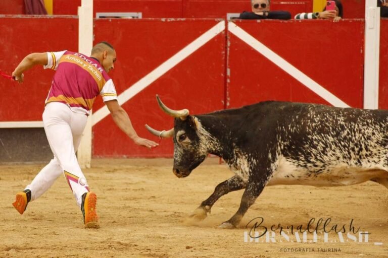 Edgar Teixeira y Juan Casaos ganan el Concurso de Recortadores de Épila con vacas de Hermanos Oliva Escudero