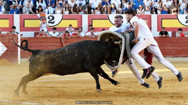 Camino a Zaragoza: Gallur, primera clasificada para el Campeonato de España de Roscaderos. Así ha sido la temporada de los líderes del cesto 