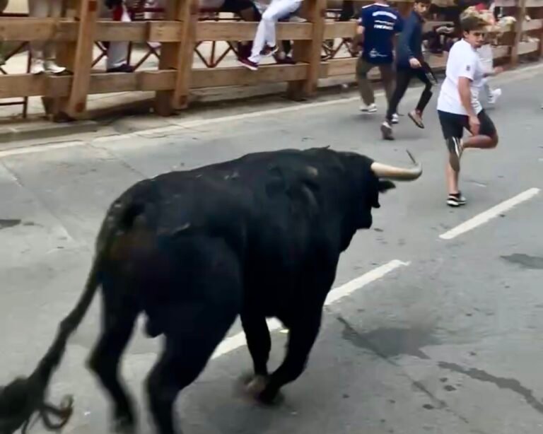 Emocionantísimo y precioso encierro de Cebada Gago en el primero de Peralta 2025