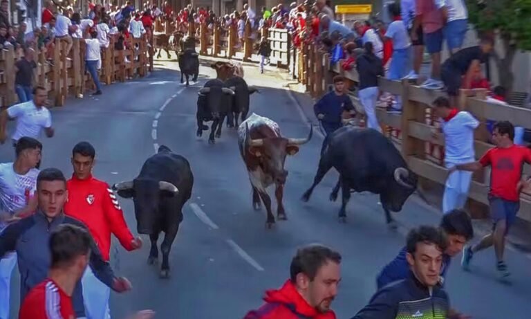 Exigente y precioso último encierro de Pedrés con un trapío espectacular para despedir los encierros en Peralta 2025