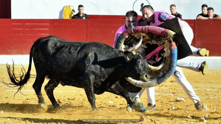 Las vacas de Jesús Marcén impusieron su ley en el concurso de roscaderos de Alagón; Frente Colono volvió a ganar
