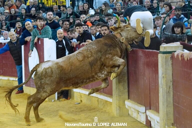 Habrá toros y vaquillas en las Fiestas del Pilar de Zaragoza 2026 tras estimar el TSJA las medidas cautelares solicitadas por la DPZ