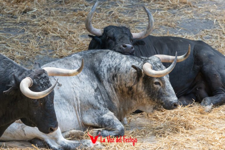 Previa del segundo Encierro de San Fermín 2026: todos los datos, el encierrillo y amplia galería de fotos de los toros de Cebada Gago
