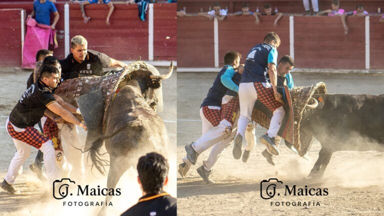 Crónica y Fotos | Montañana y Utebo ganan empatados el Concurso de Roscaderos frente a exigentes vacas de Rafael Alarcón en Cuarte de Huerva