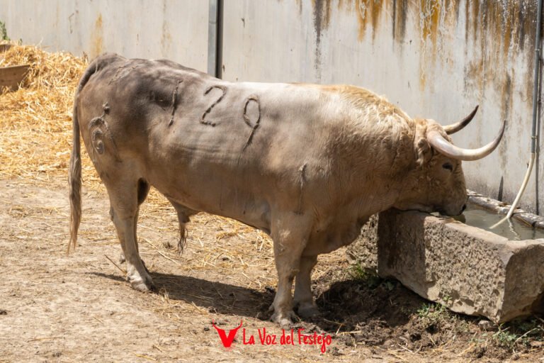 Previa del primer Encierro de San Fermín 2026: todos los datos, el encierrillo y amplia galería de fotos de los toros de Fuente Ymbro