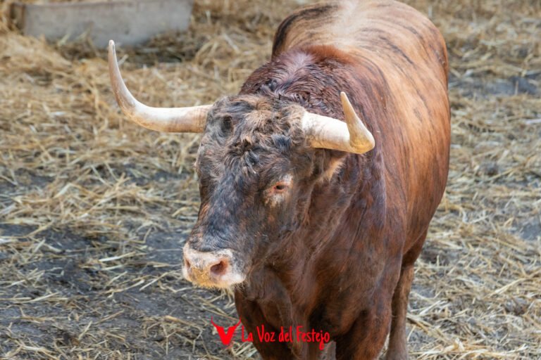 Previa del cuarto Encierro de San Fermín 2026: todos los datos, el encierrillo y galería de fotos de los toros de Álvaro Núñez
