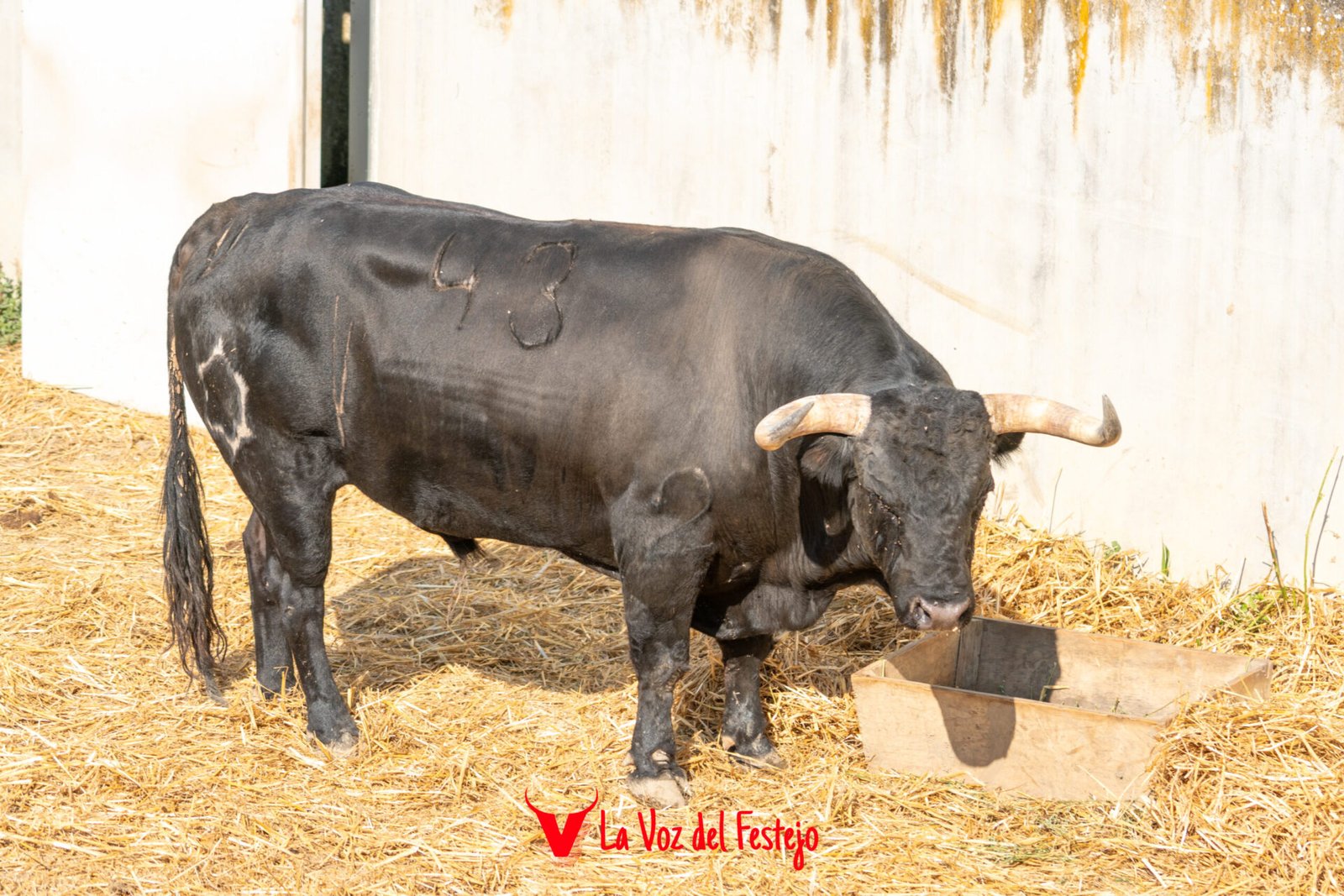 jandilla_San_Fermin-10