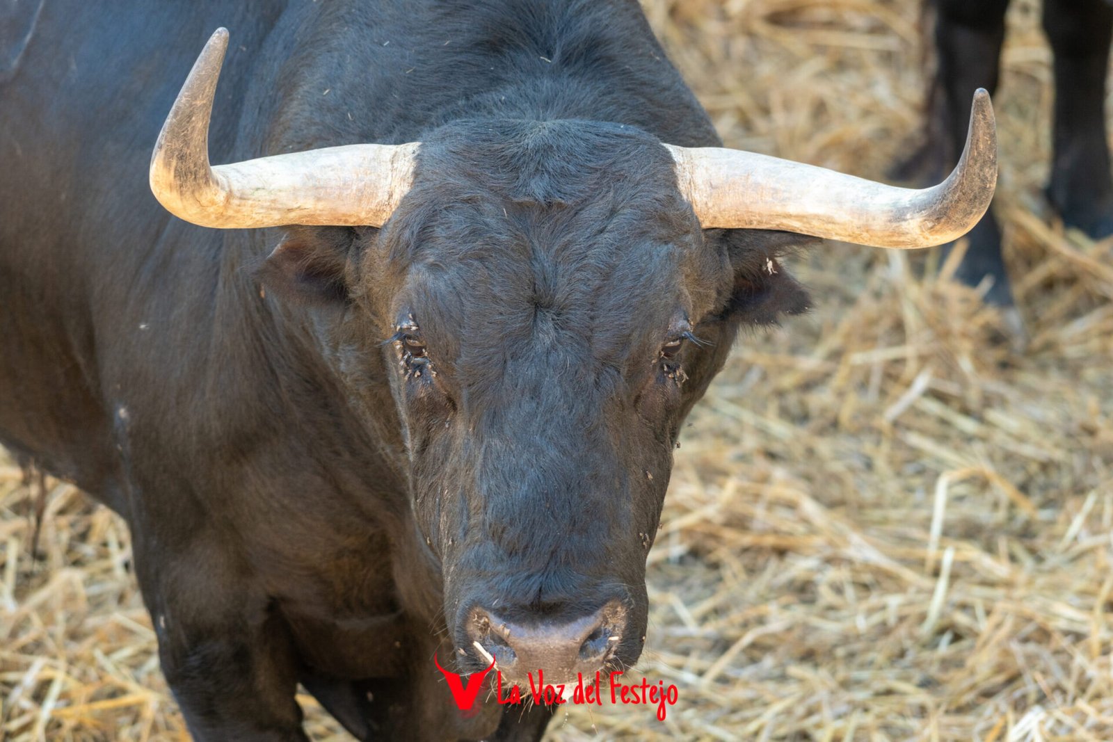 jandilla_San_Fermin-101