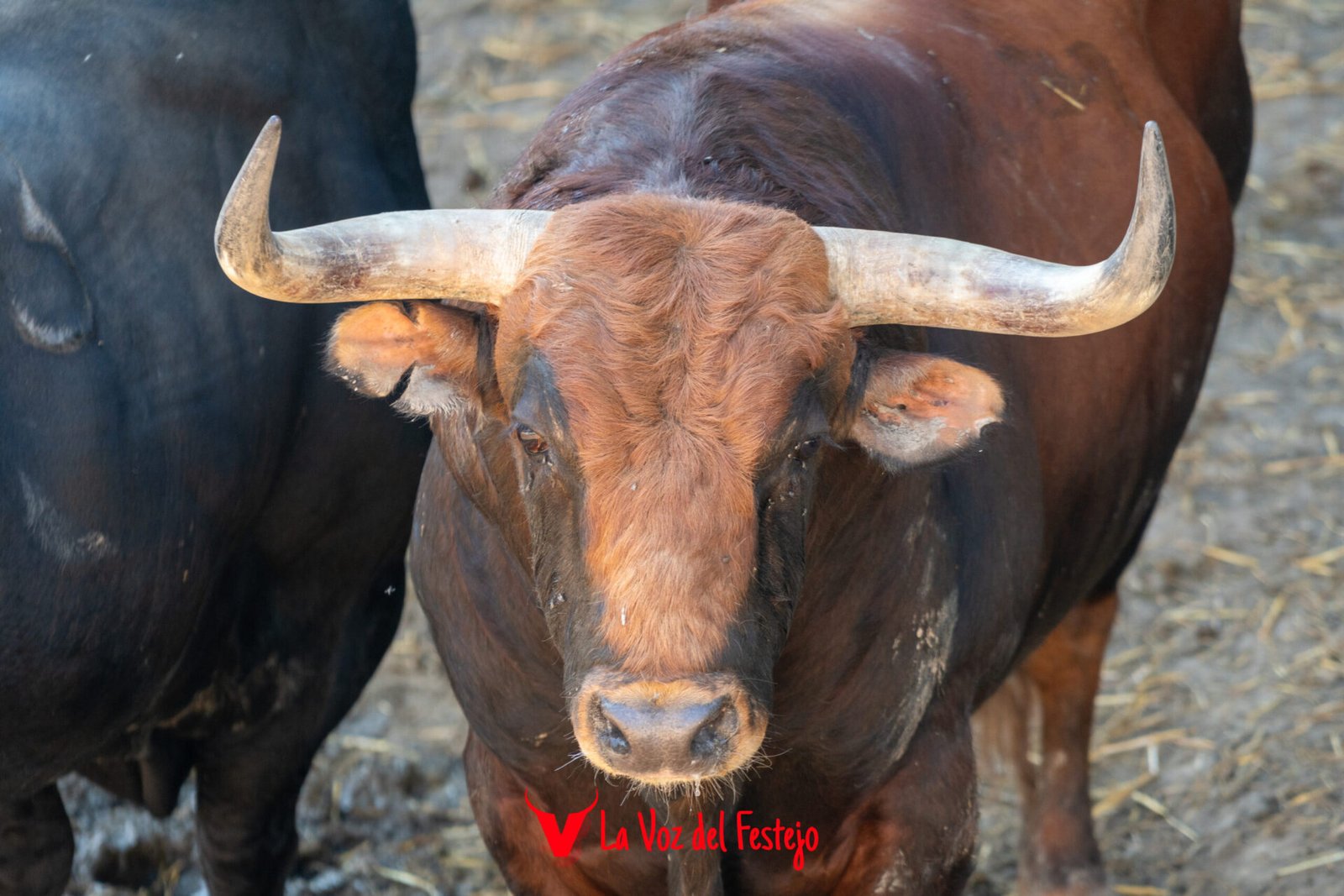 jandilla_San_Fermin-102