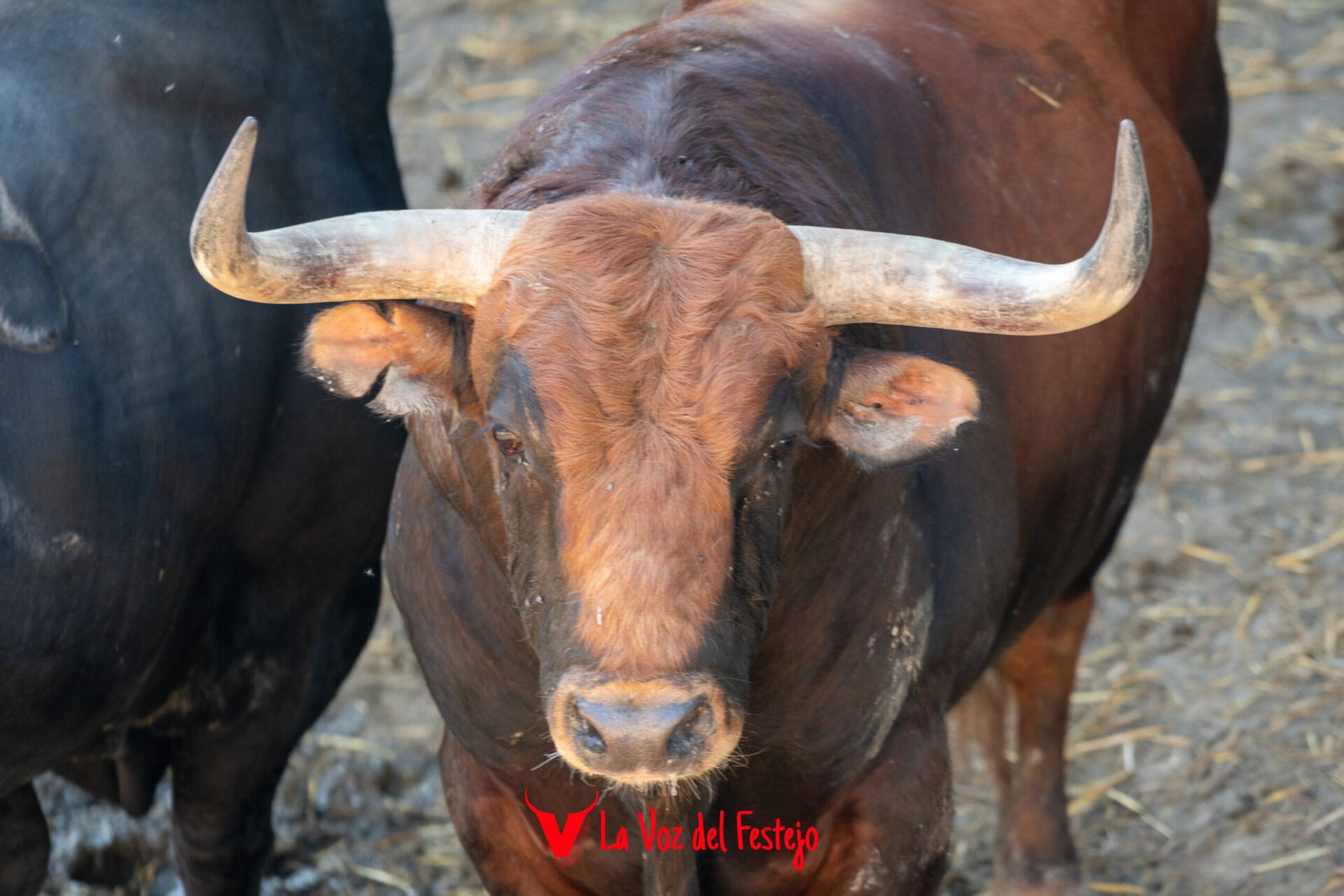 jandilla_San_Fermin-103
