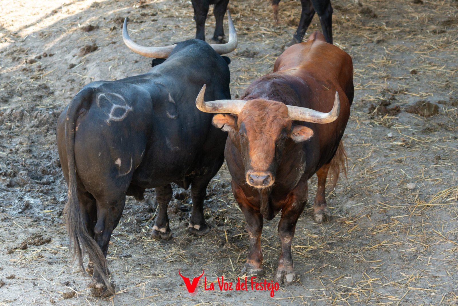 jandilla_San_Fermin-104