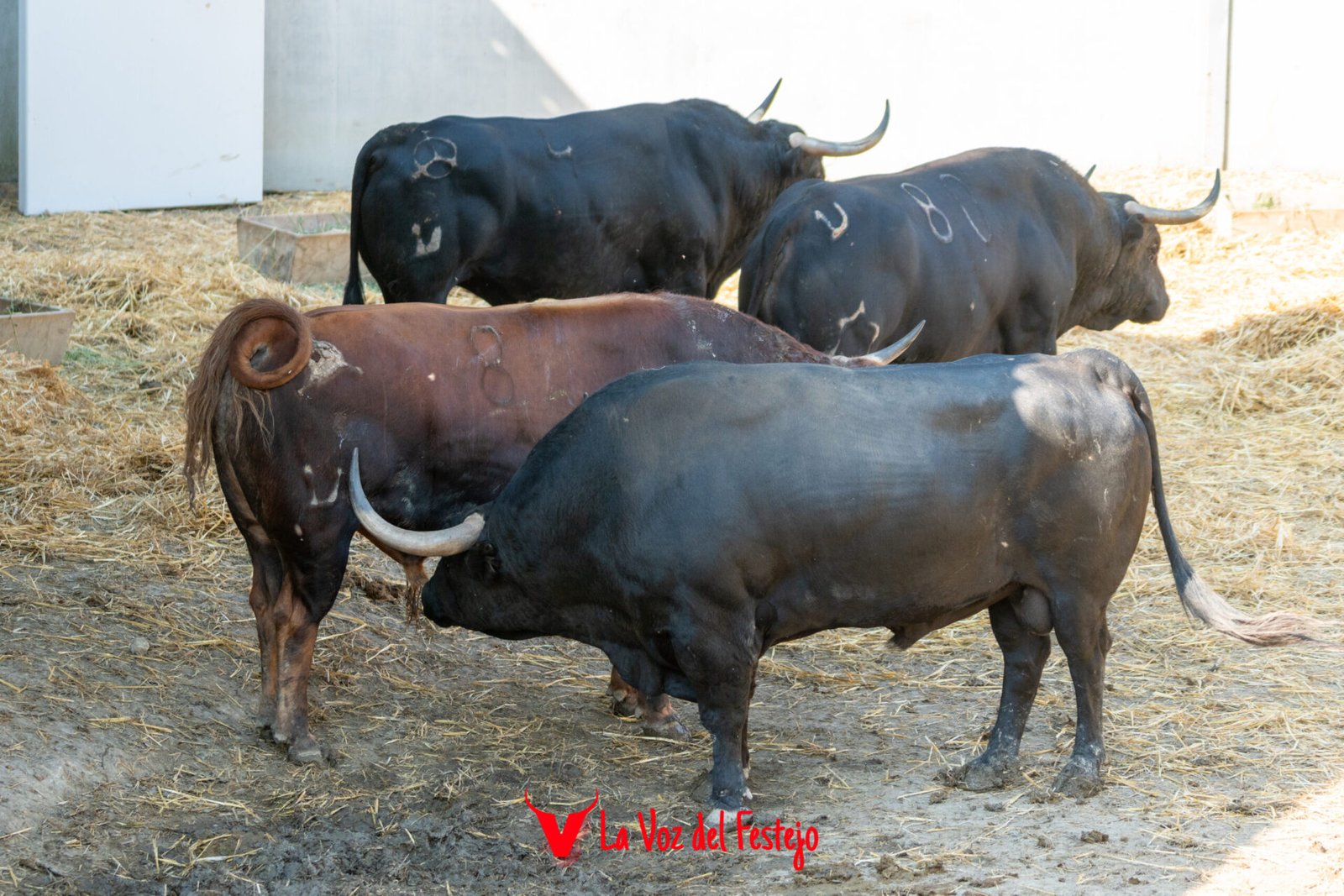 jandilla_San_Fermin-11