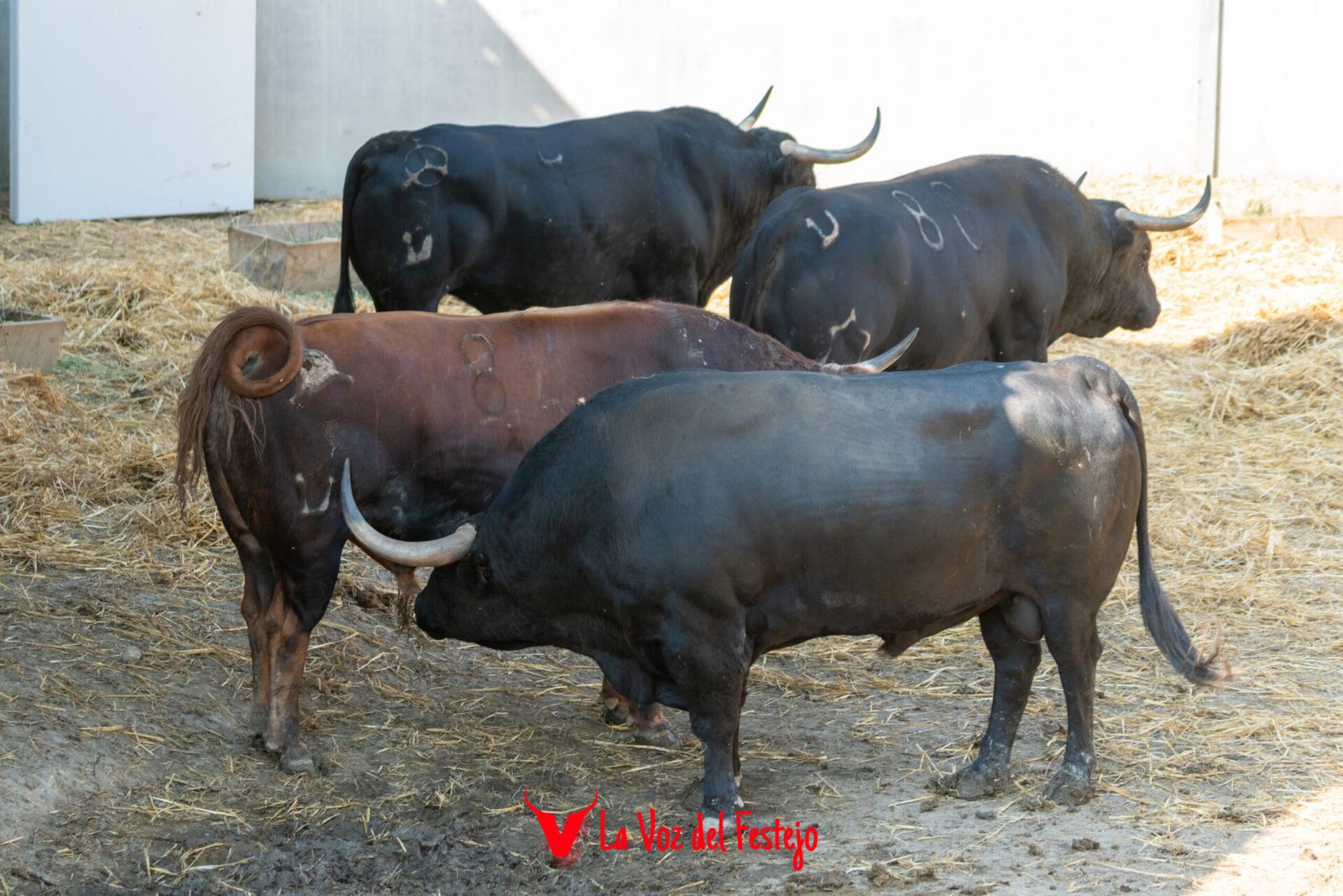 jandilla_San_Fermin-12