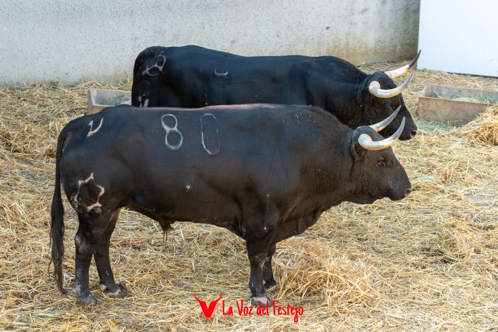 jandilla_San_Fermin-22