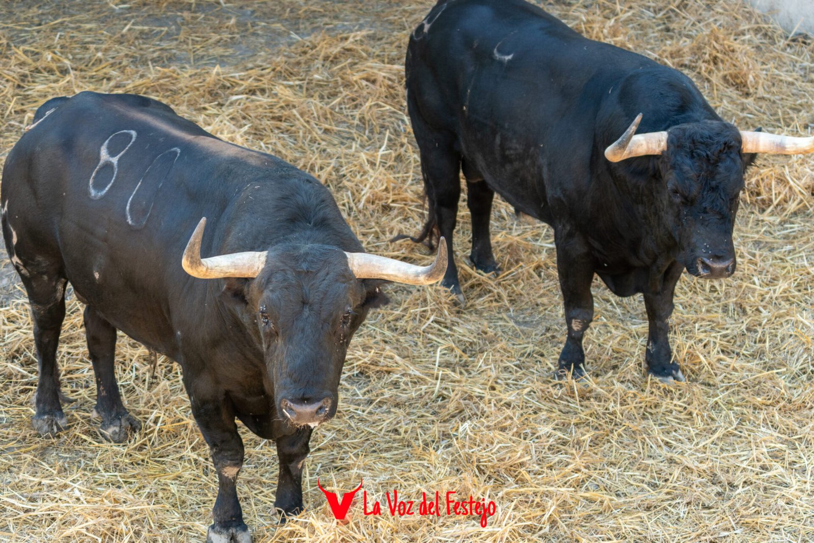 jandilla_San_Fermin-24