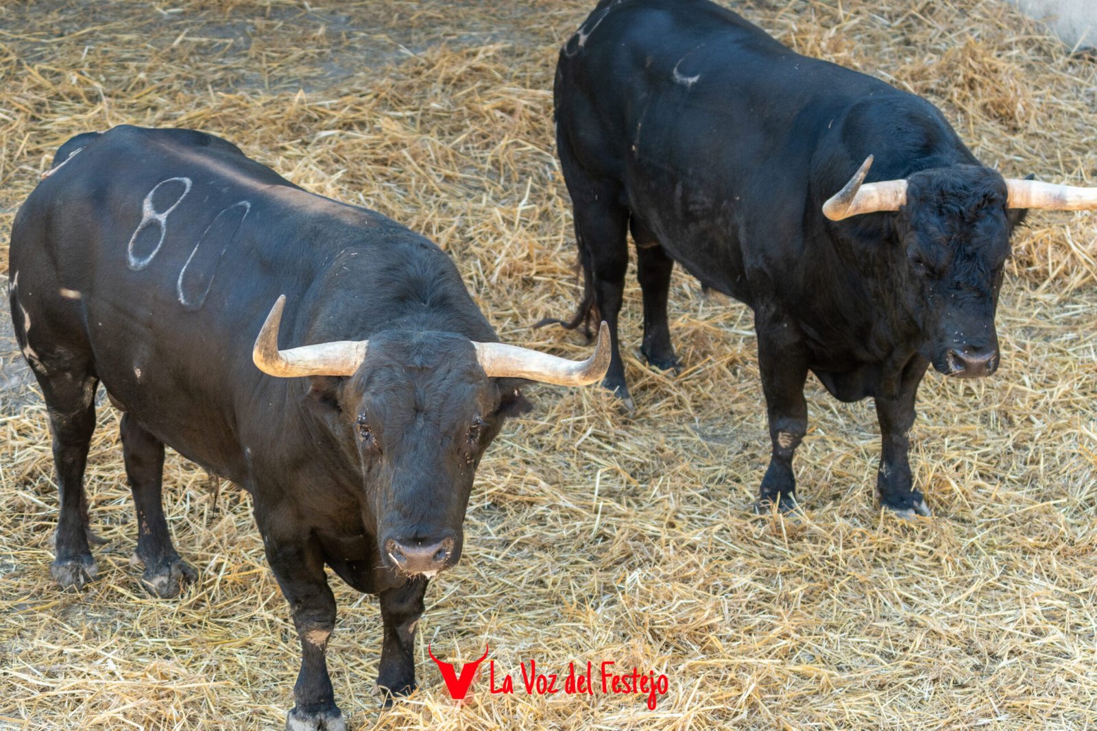 jandilla_San_Fermin-25