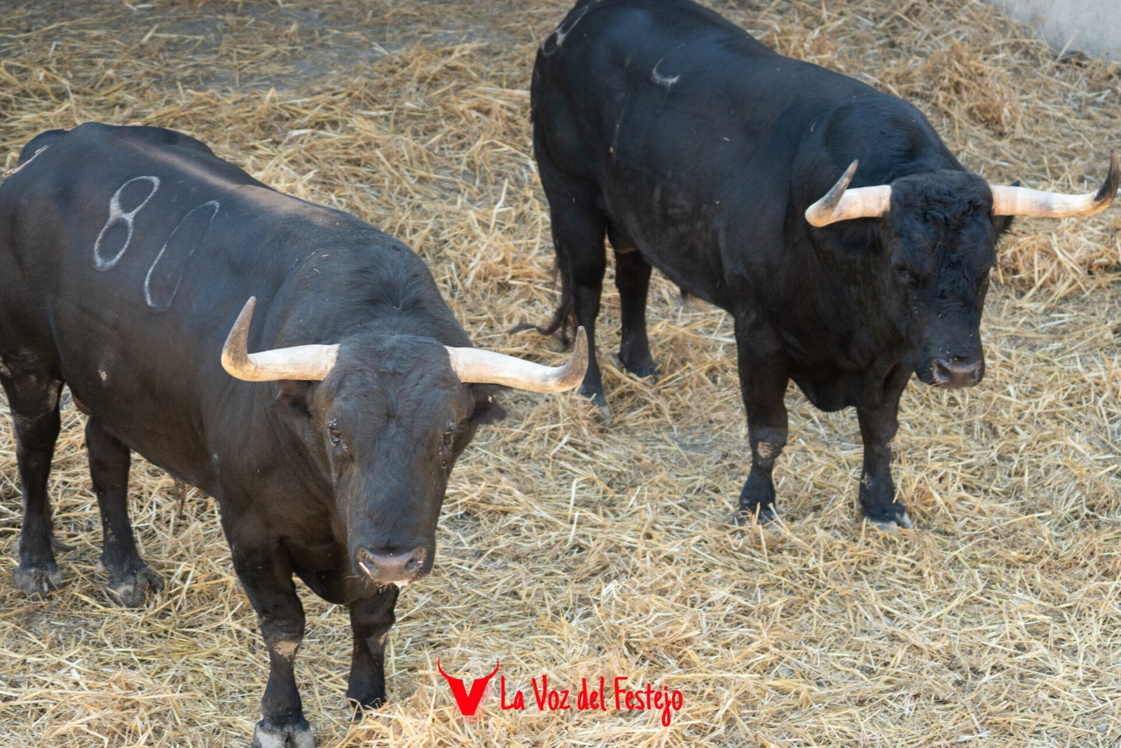 jandilla_San_Fermin-26