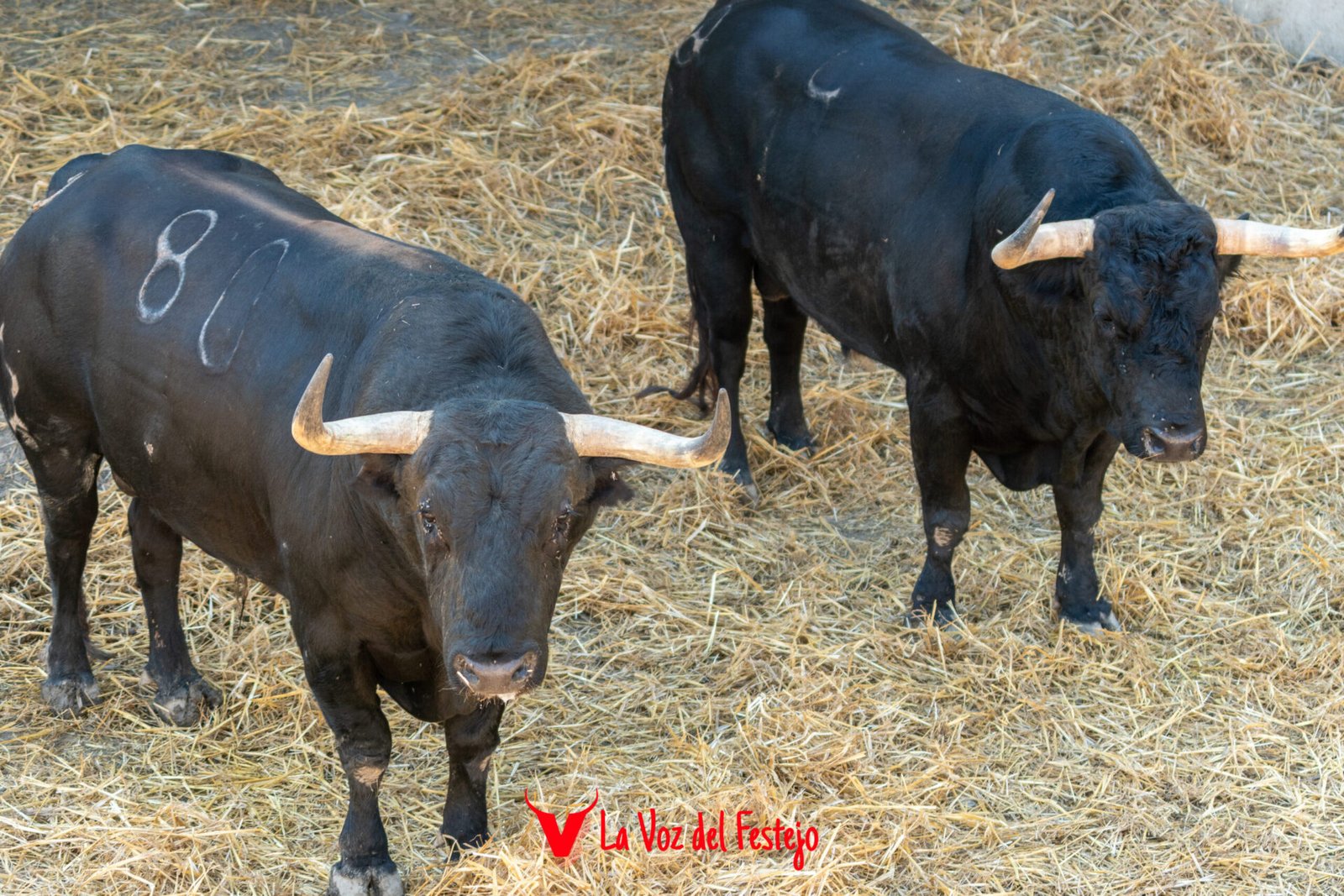 jandilla_San_Fermin-27