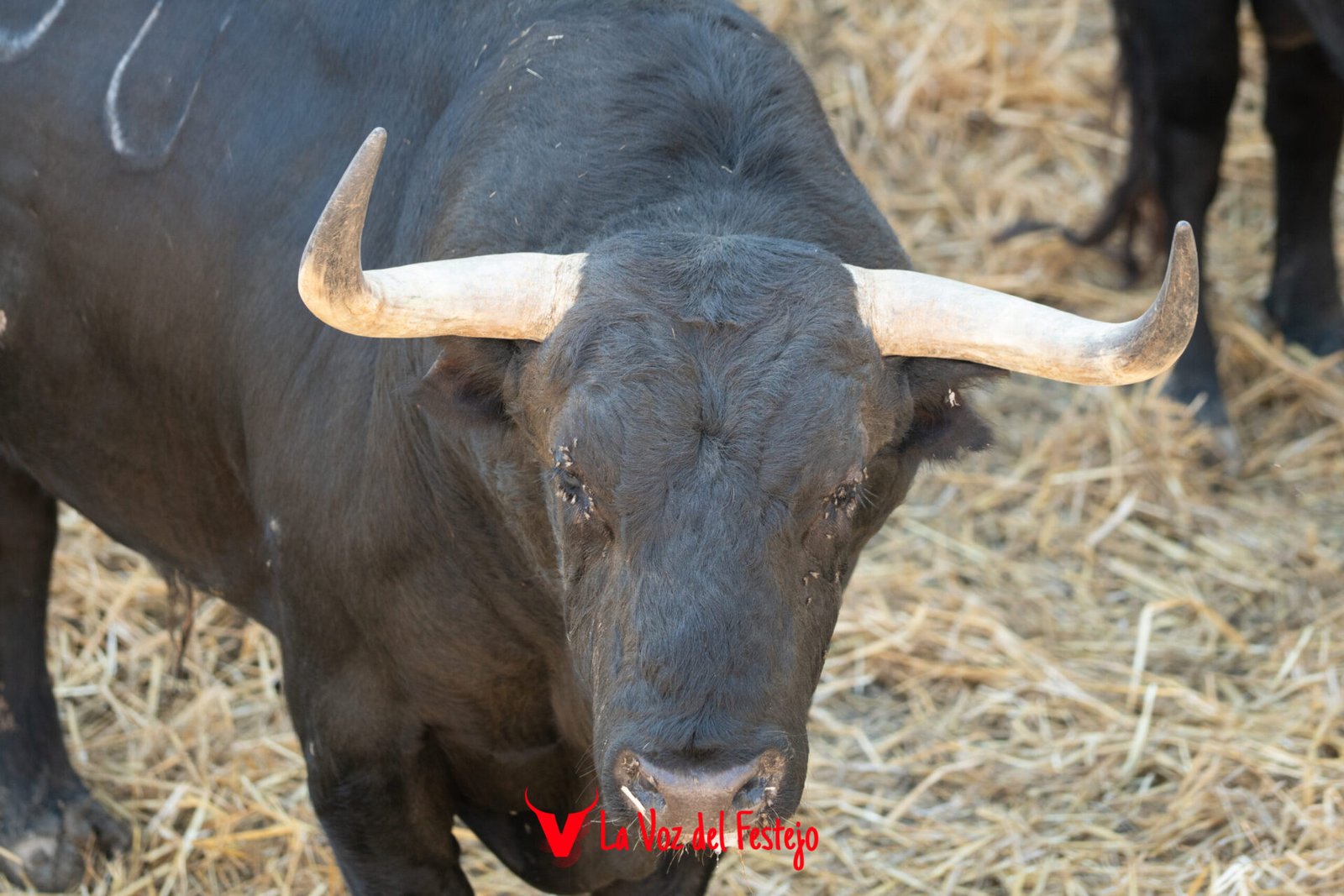jandilla_San_Fermin-28