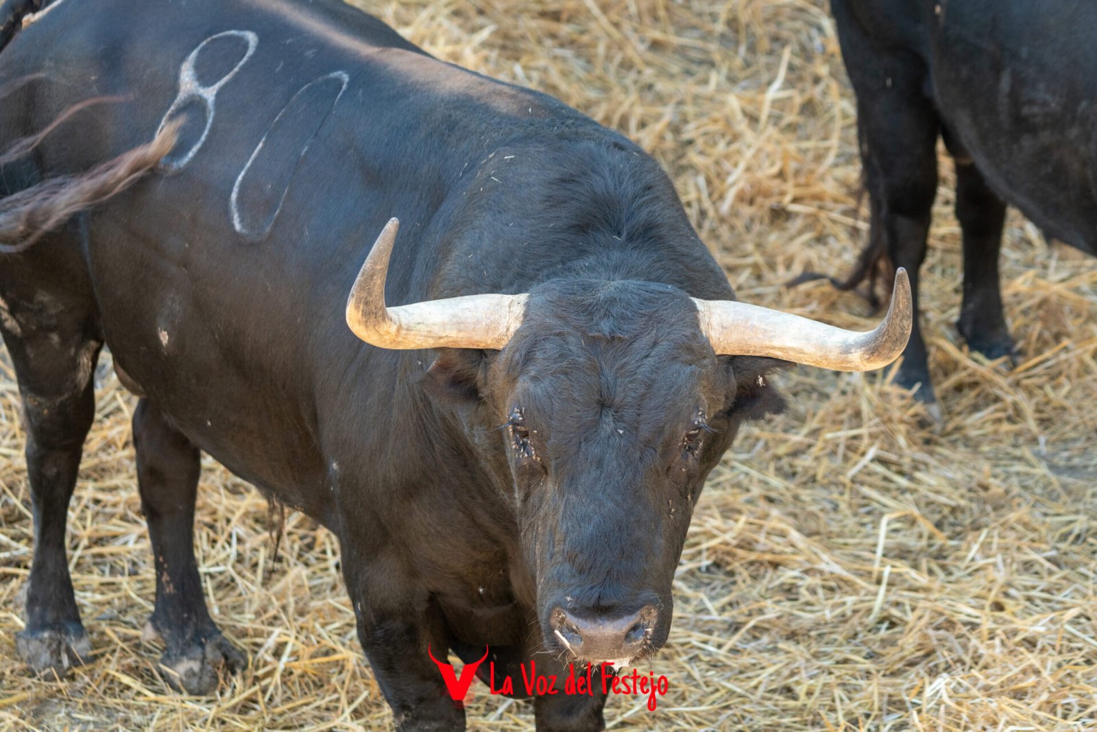 jandilla_San_Fermin-29