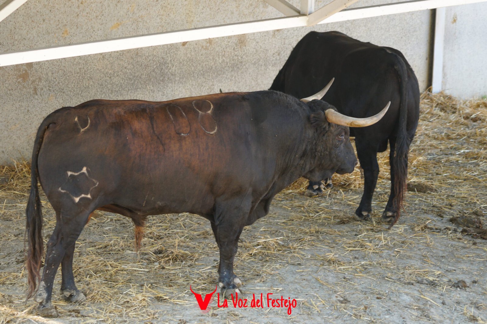 jandilla_San_Fermin-3
