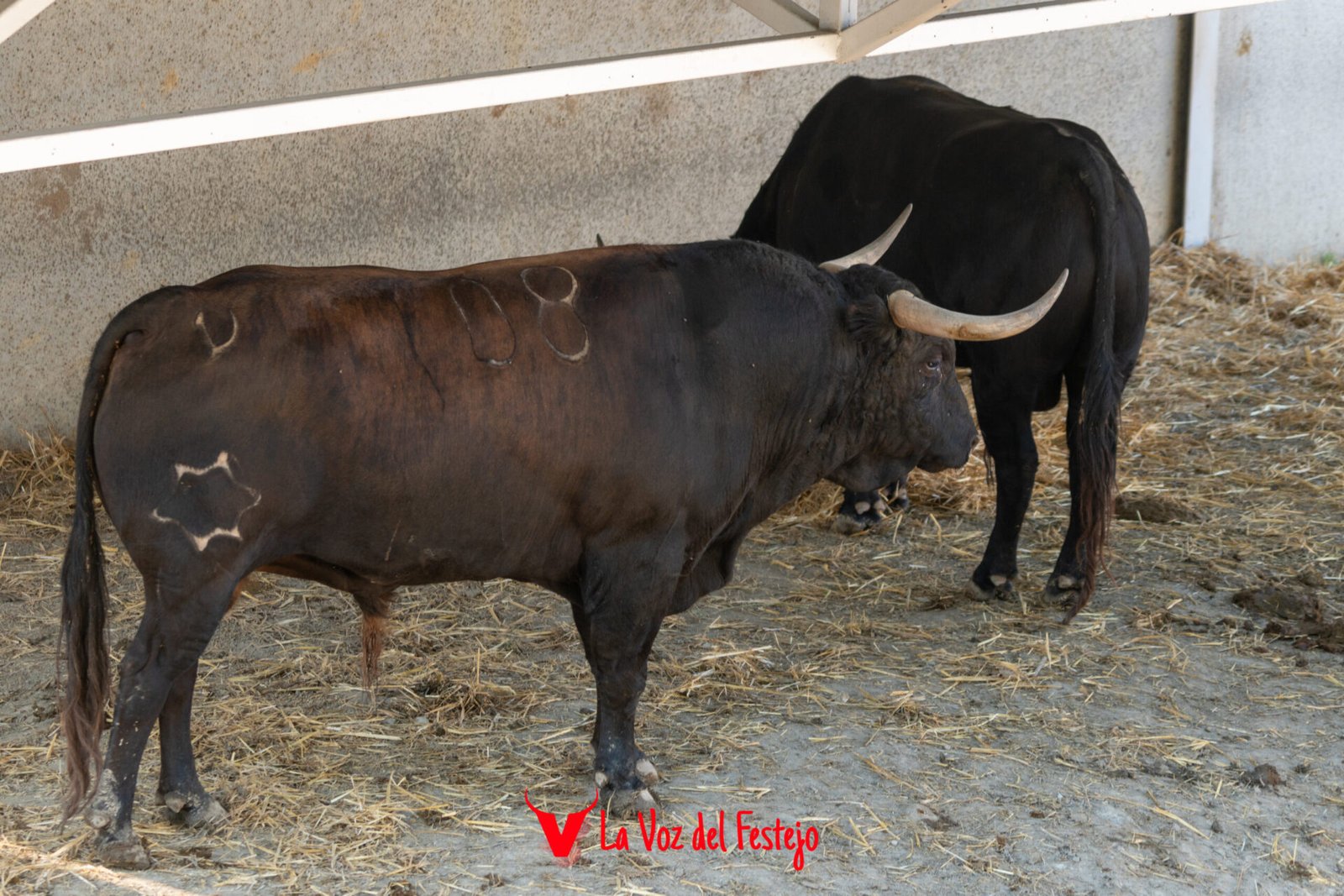 jandilla_San_Fermin-4