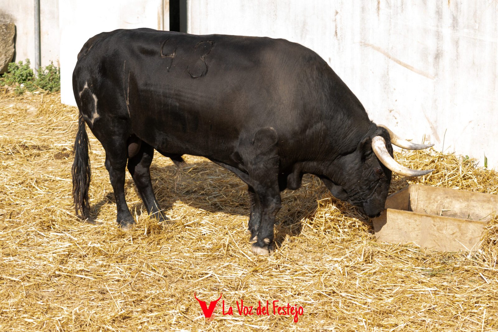 jandilla_San_Fermin-5